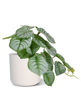 Peperomia kunstplant HRT 20cm