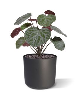 Saxifraga kunstplant 25cm - groen/rood