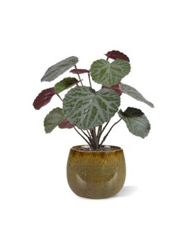 Saxifraga kunstplant groen/rood 25cm in 10cm pot