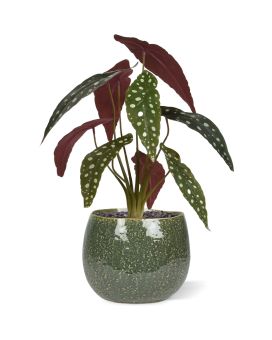 Begonia Maculata kunstplant 35cm