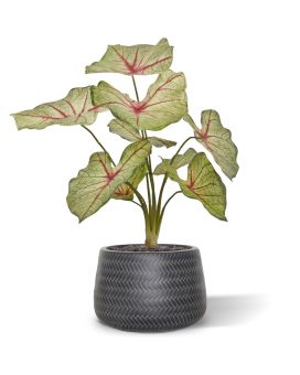 Caladium white queen kunstplant 40cm