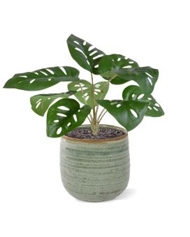 Monstera Adonsonii kunstplant 30cm