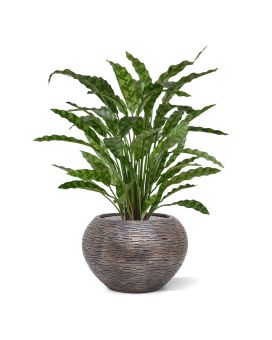 Calathea Leopardina kunstplant 60cm