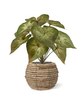 Syngonium Podophyllum Kunstplant 28cm