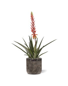 Aloe Vera Kunstplant 75cm rood