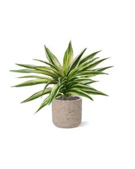 Draceana Kunstplant Bont 30cm