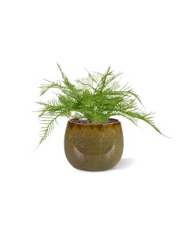 Asparagus Varen Kunstplant 30cm