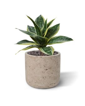 Sanseveria Kunstplant 25cm bont