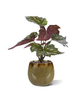 Begonia Rex kunstplant groen rood 20cm
