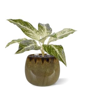 Dieffenbachia Vesuvius kunstplant 35cm