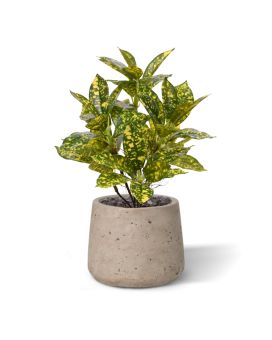 Acuba Japonica 35cm kunstplant bont