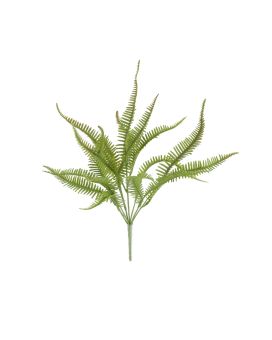 Sticherus Lobatus Kunst Varen 35cm