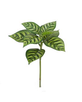 Calathea Makoyana Kunstplant 25cm bont