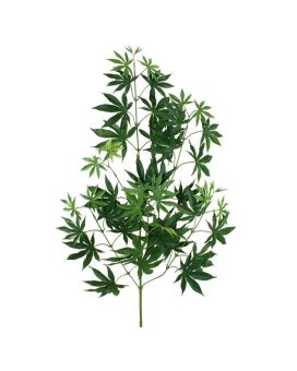 Acer Maple tak x44 FR 70cm
