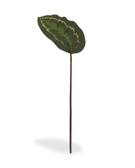 Roseopicta kunsttak 50