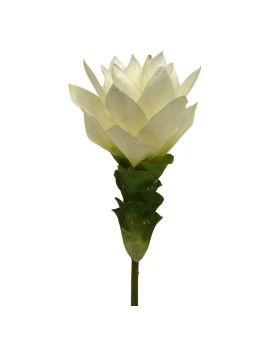 Curcuma 50 cm wit