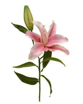 Lelie kunsttak Deluxe 55 cm roze
