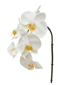 Phalaenopsis kunsttak 55 cm creme