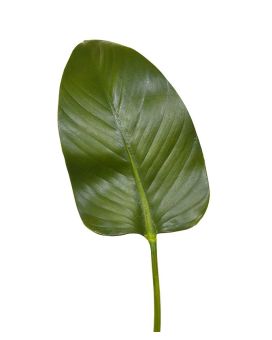 Zijden Strelitzia blad deluxe 75 cm