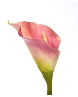 Calla kunstbloem deluxe 55 cm rose