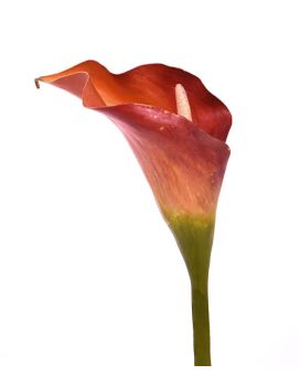 Calla kunstbloem deluxe 55 cm oranje