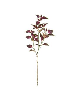 Coleus Tak 80cm Paars/rose