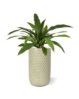 Asplenium Antiquum Varen kunstplant 60cm
