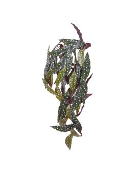 Begonia Maculata kunst hangplant 80cm