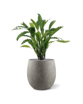 Calathea kunstplant 60cm - groen