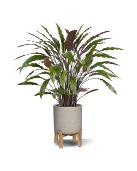Calathea kunstplant 85cm - groen/rood