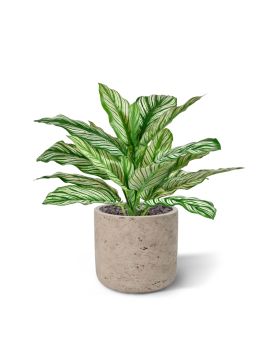 Calathea Whitestar RT kunstplant 35cm