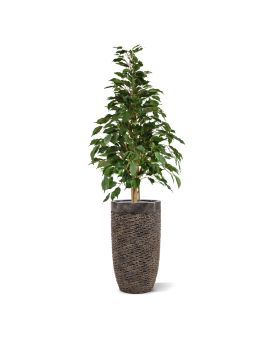 Ficus Exotica kunstplant 120cm - groen