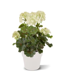 Geranium PL kunstplant 38cm -creme - UV bestendig