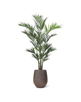 Kentia deluxe kunstpalm XL 260cm