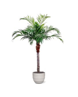 Majesty Giant kunstpalm 350cm