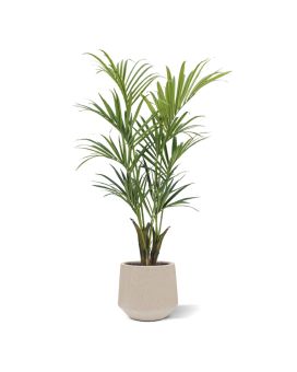 Kentia deluxe kunstpalm 165cm
