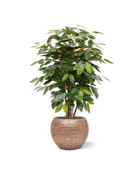 Coffee Arabica kunstplant 100cm