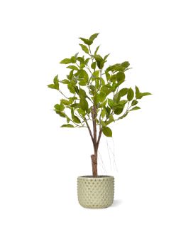 Ficus Natasja Kunst Bonsai 60cm groen