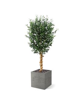 Kunst Olijfboom deluxe 155cm