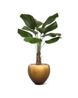 Licuala kunstpalm 140cm