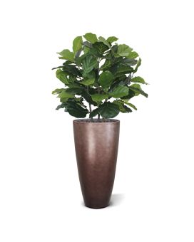 Lyrata deluxe kunstplant 95cm