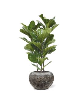 Lyrata kunstplant 95cm