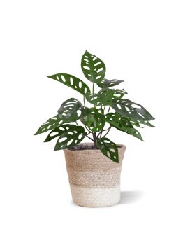 Monstera Adansonii Kunstplant 30cm