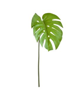 Monstera Blad 65cm groen