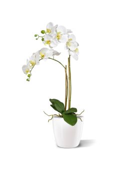 Phalaenopsis x2 in pot 65cm - wit