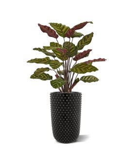 Red Calathea Makoyana kunstplant 60cm