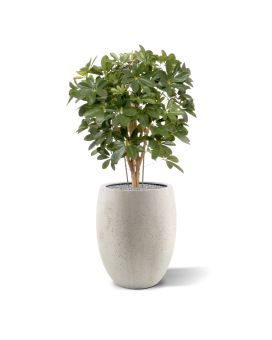 Schefflera kunstplant 80cm