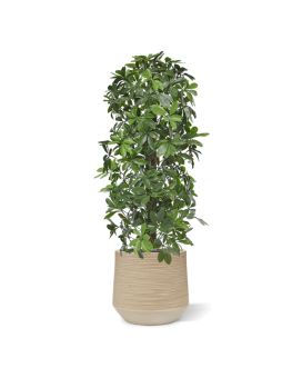 Schefflera kolom kunstboom 120cm - UV bestendig