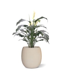 Spathiphyllum deluxe kunstplant 80cm