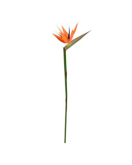 Strelitzia tak Deluxe 90cm Oranje